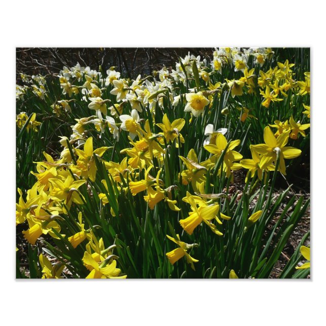 Impression Photo Daffodiles jaunes et blancs Fleurs de printemps (Devant)