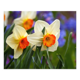 Impression Photo Daffodiles lumineuses