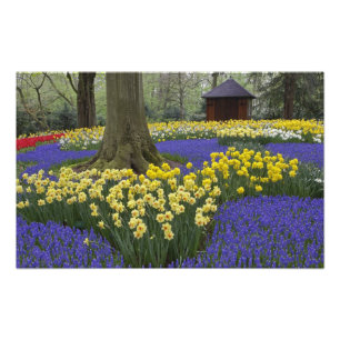 Impression Photo Daffodils, jacinthe de raisin et jardin de tulipes