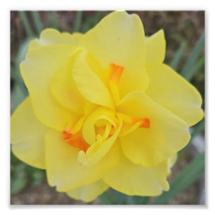 Impression Photo Daffodique rouillé