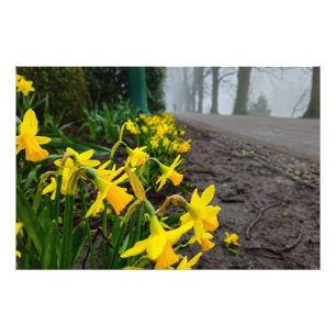 Impression Photo Daffodiques