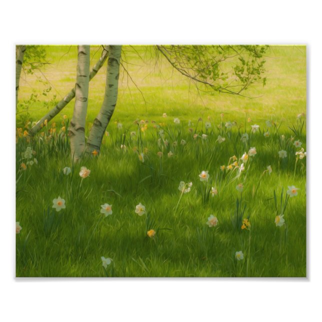 Impression Photo Daffodiques de printemps (Devant)