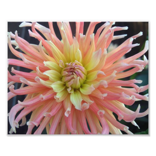 Impression Photo Dahlia clair 10x8 (Devant)
