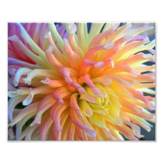 Impression Photo Dahlia Fermer 10x8