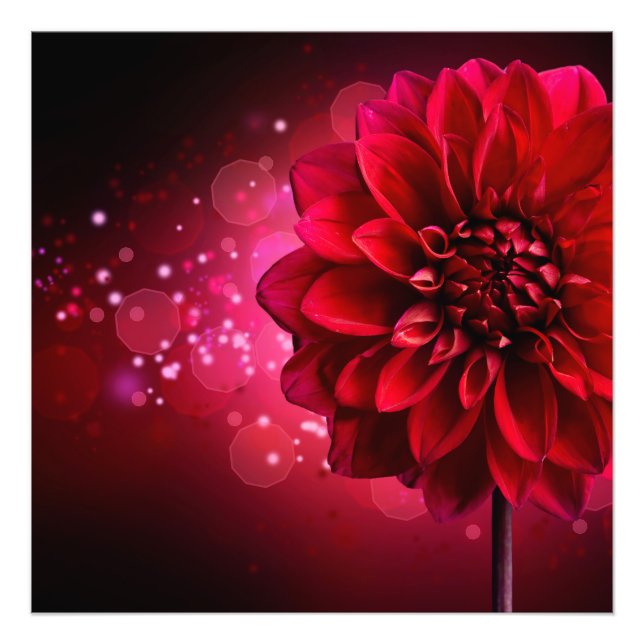Impression photo Dahlia Rouge (Devant)