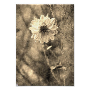 Impression Photo Dahlia vintage