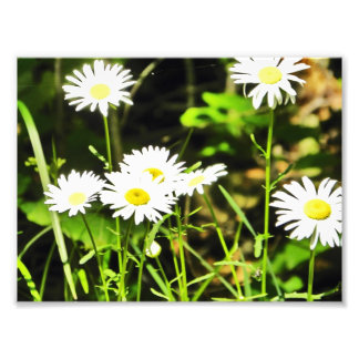 Impression Photo Daisy