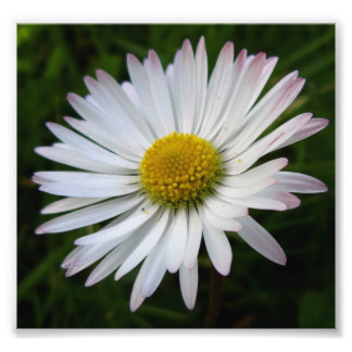 Impression Photo Daisy Darkness