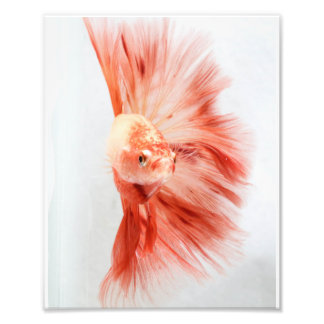 Impression Photo Dalmation Halfmoon Betta FI