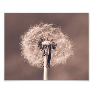 Impression Photo Dandelion Blowball Closeup Sepia