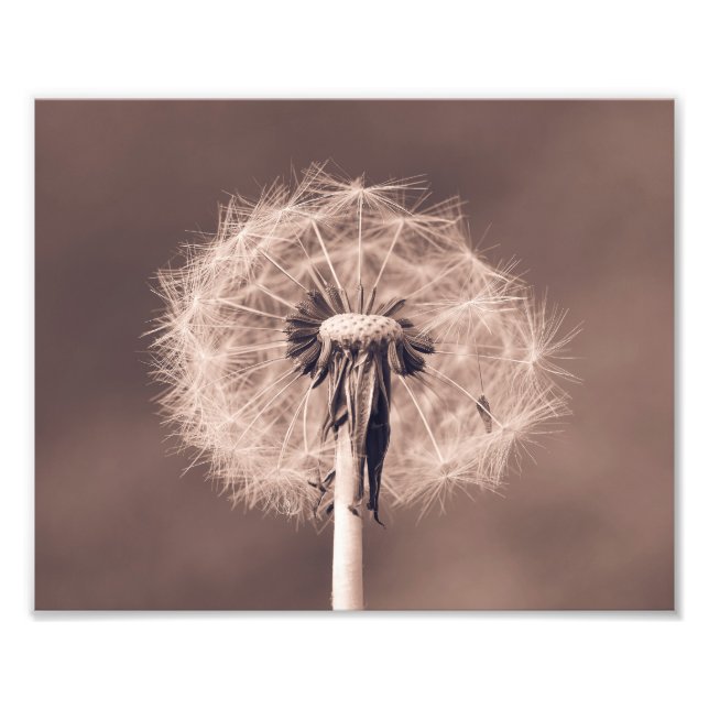 Impression Photo Dandelion Blowball Closeup Sepia (Devant)