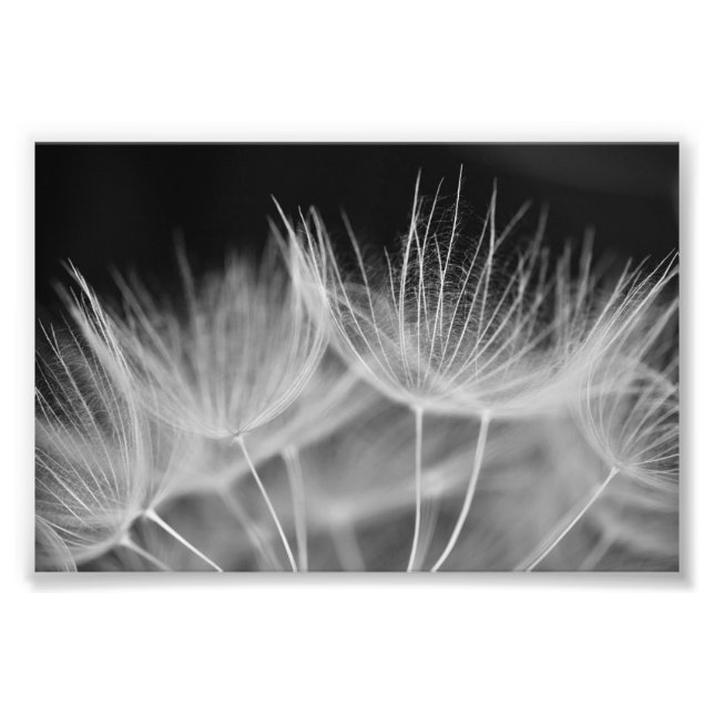 Impression Photo Dandelion Closeuse en noir blanc (Devant)