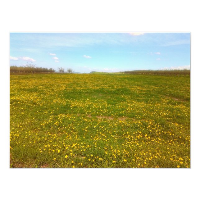 Impression Photo Dandelion Field (Devant)