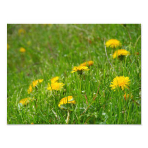 Impression Photo Dandelion Field