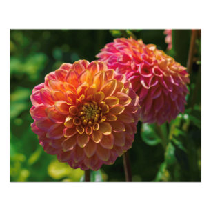 Impression Photo Dans Le Jardin Dahlia 1