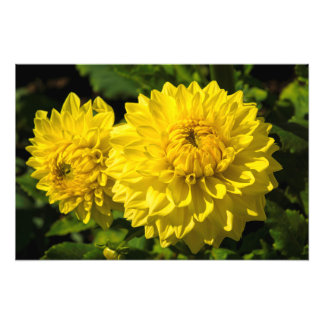 Impression Photo Dans Le Jardin Dahlia 3