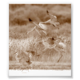 Impression Photo danse des grues