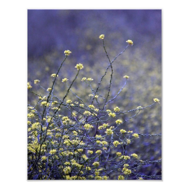 Impression Photo Danse fleur sauvage (Devant)
