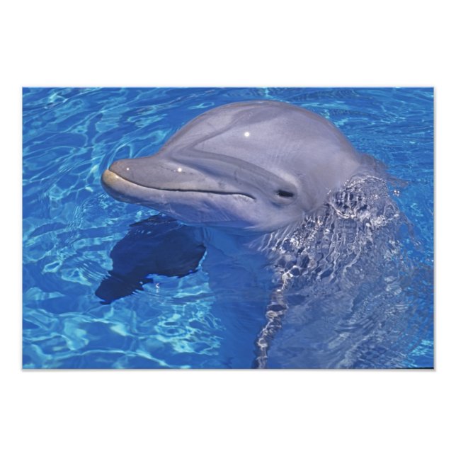 Impression Photo Dauphin à gros nez, Tursiops Truncatus (Devant)