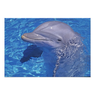 Impression Photo Dauphin en voie d'ébullition, Truncatus Tursiops