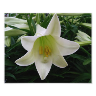 Impression photo de belles fleurs