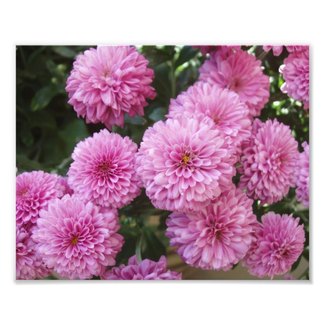 Impression photo de belles fleurs (Devant)