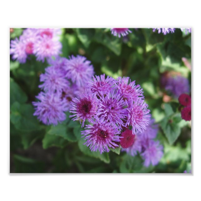 Impression photo de belles fleurs (Devant)