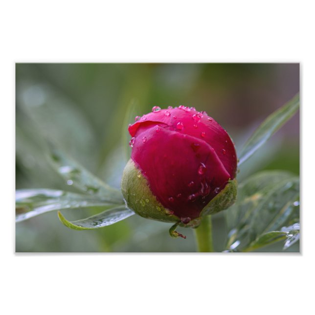 Impression photo de bouton de fleur de pivoine apr (Devant)