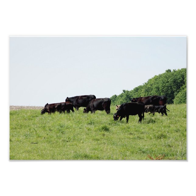 Impression photo de bovins Black Angus (Devant)