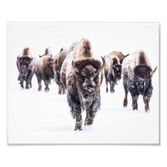 Impression photo de buffles de Yellowstone (Devant)