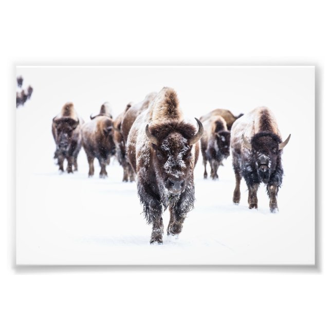 Impression photo de buffles de Yellowstone (Devant)