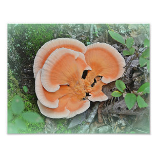 Impression photo de champignon Poulet des Bois