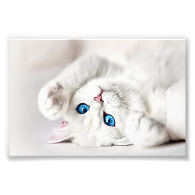 Impression photo de chaton blanc (Devant)