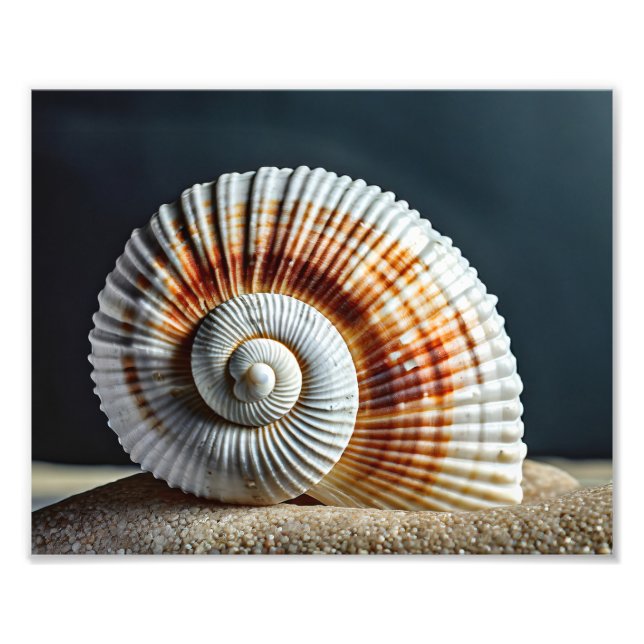 Impression photo de coquillage (Devant)