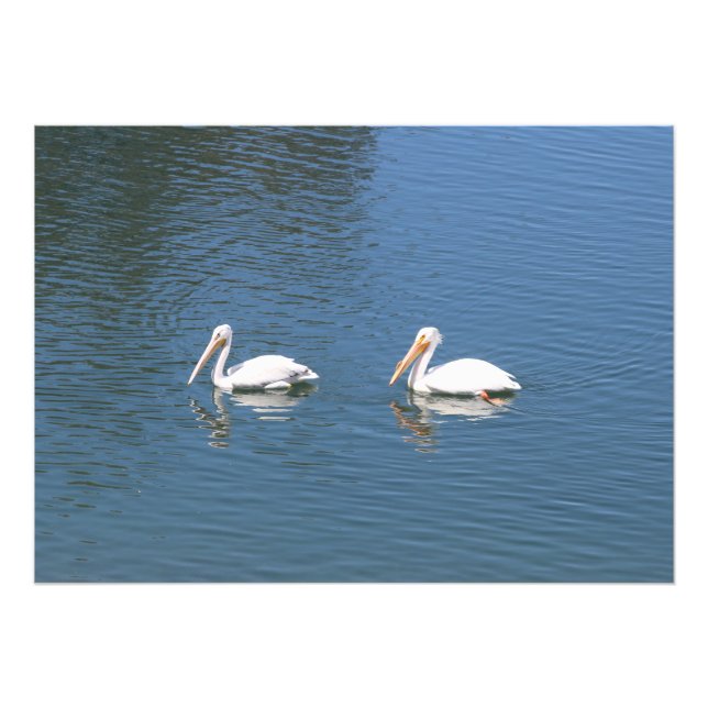impression photo de couple de pélicains nageant (Devant)