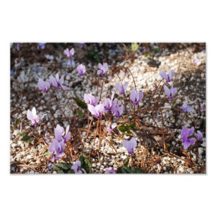 Impression photo de cyclamen