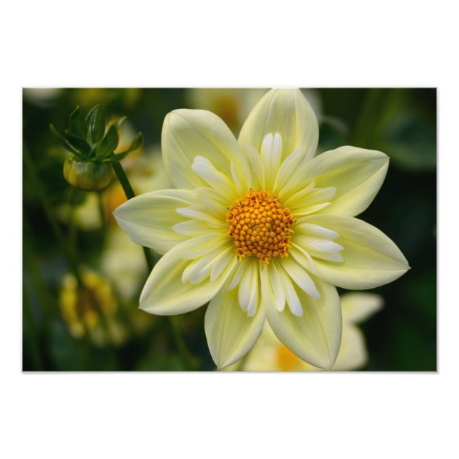 Impression photo de Dahlia (Devant)