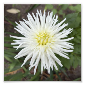 Impression photo de fleur botanique de dahlia cact
