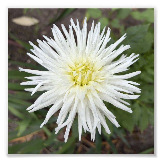 Impression photo de fleur botanique de dahlia cact (Devant)