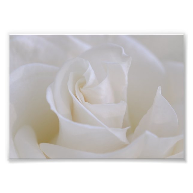 Impression photo de fleur de rose blanche (Devant)