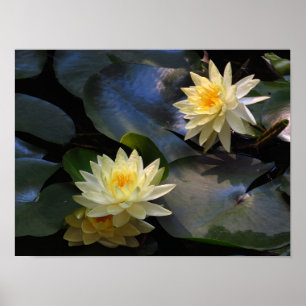 Impression photo de fleurs de nénuphar jaune