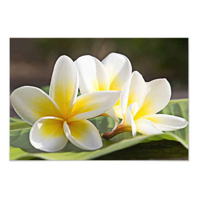 Impression photo de fleurs de Plumeria (Devant)