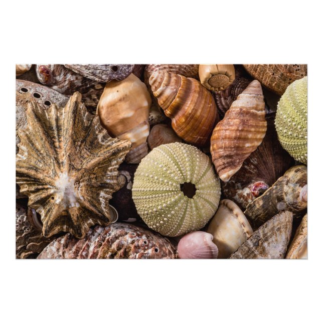 Impression photo de haute qualité de coquillages m (Devant)