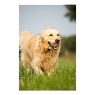 Impression photo de haute qualité Golden Retriever