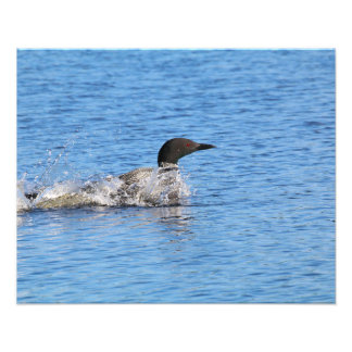 Impression photo de huard