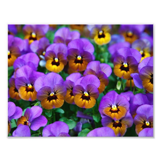 Impression Photo De Jolies Pansies Violettes (Devant)