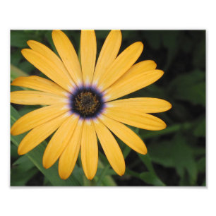 Impression photo de la marguerite jaune