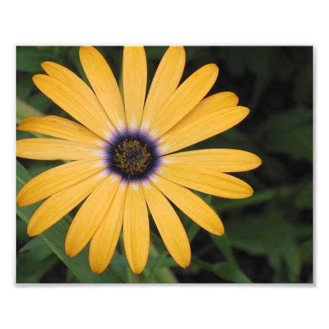 Impression photo de la marguerite jaune (Devant)