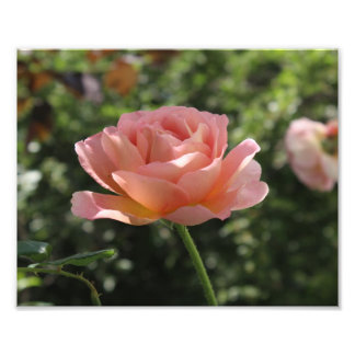 Impression photo de la rose Abraham Darby