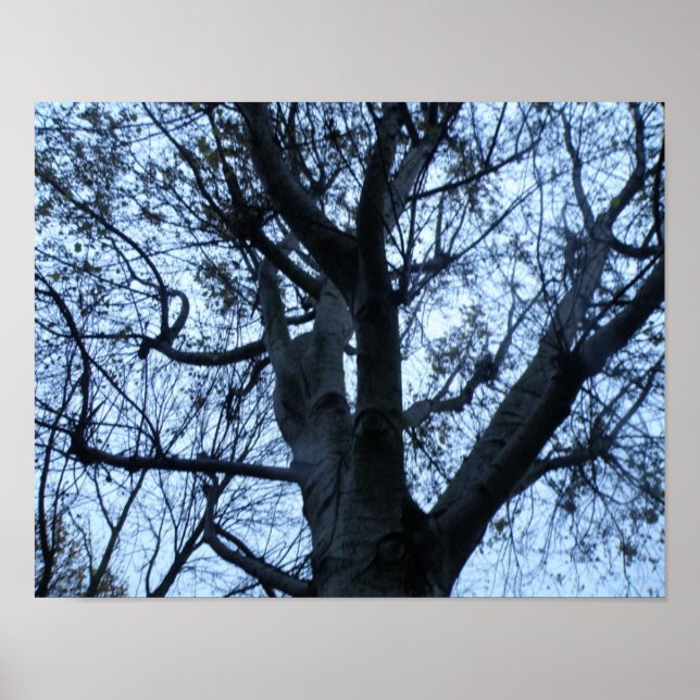 Impression photo de la silhouette d'arbre (Devant)